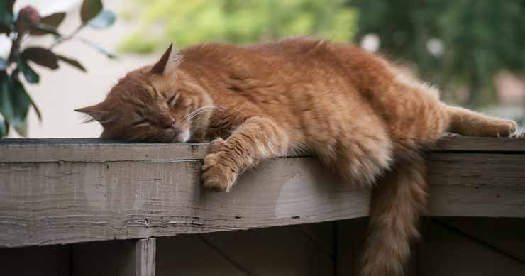 gato de vacaciones perezoso sin entrenar